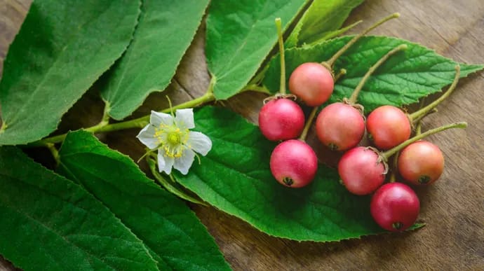 Dikenal Sebagai Buah Masa Kecil, Simak Manfaat Buah Ceri Kersen untuk Kesehatan
